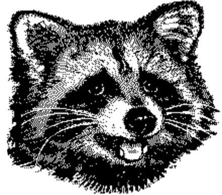 raccoon